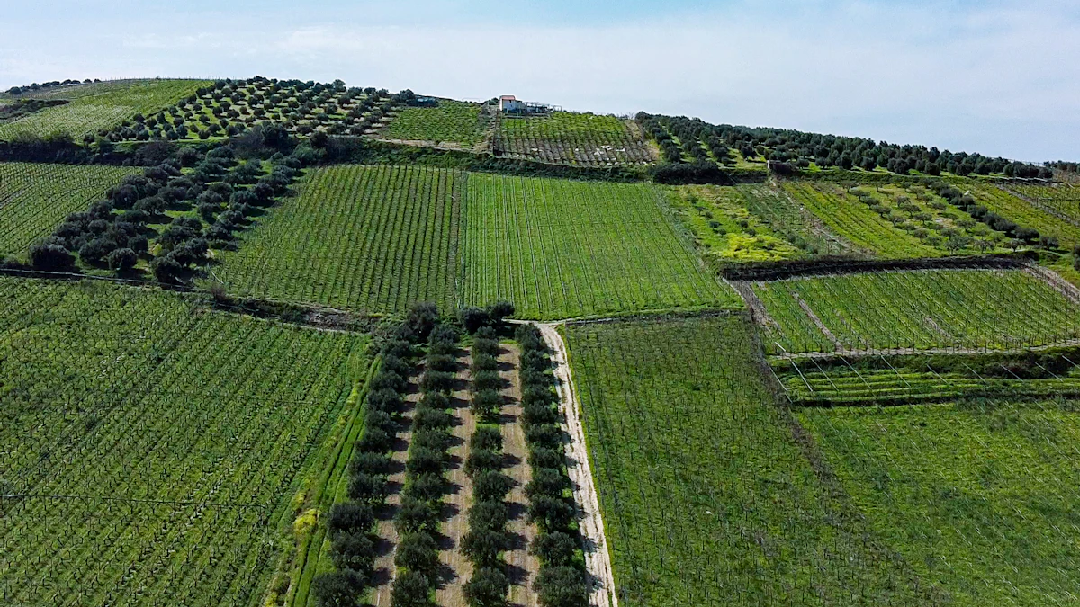 Aerial view of green fields and rows of olive trees in Greece